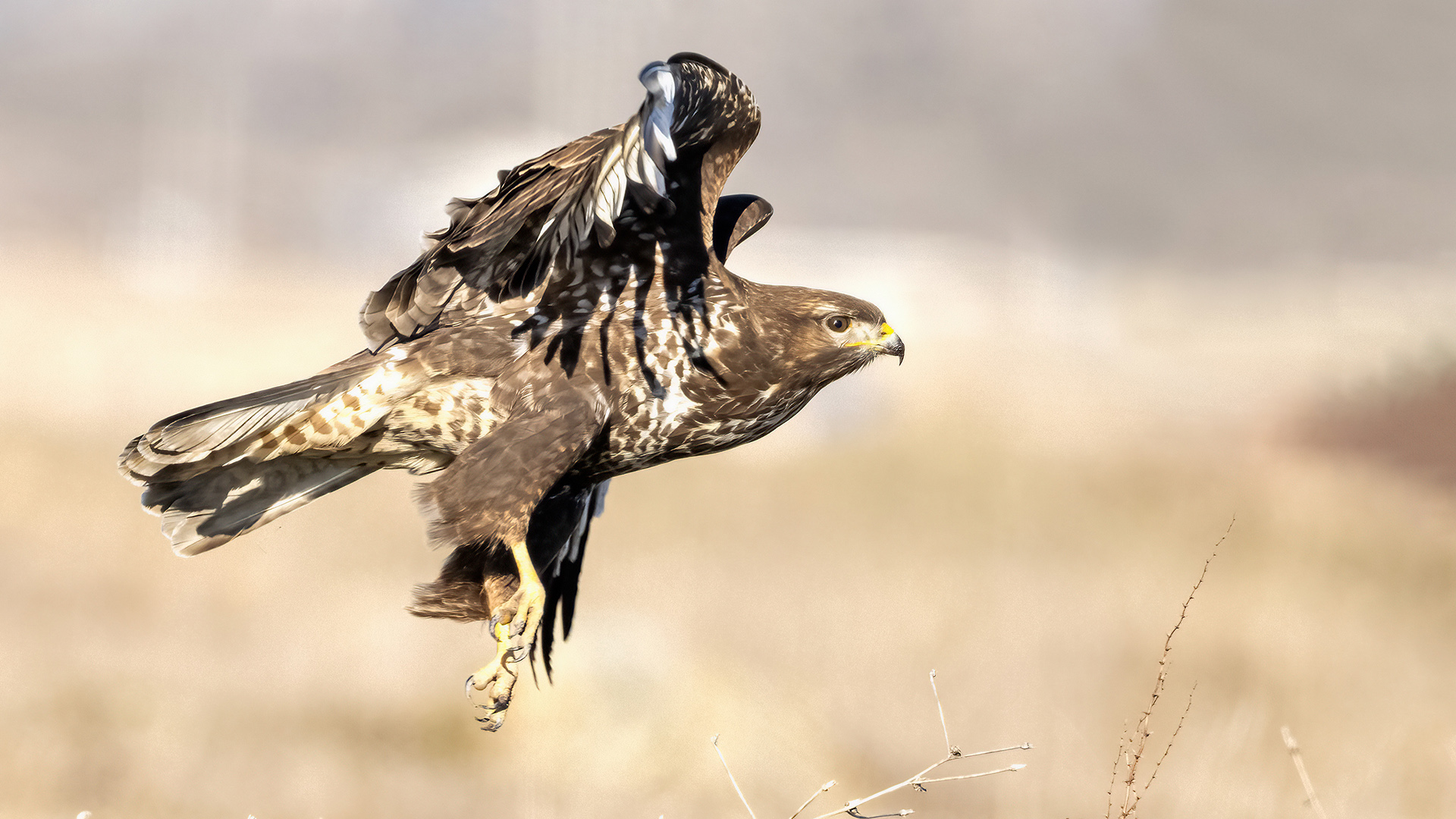 Common Buzzard